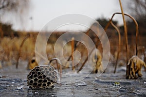 Hindu lotus seedpod with ice in winter