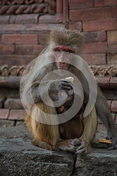 Hindu Rhesus Monkey - Kathmandu,  Nepal