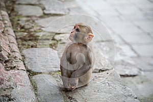 Hindu Rhesus Monkey - Kathmandu,  Nepal