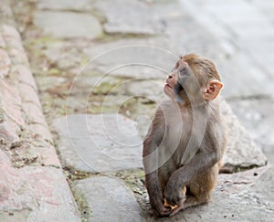 Hindu Rhesus Monkey - Kathmandu,  Nepal