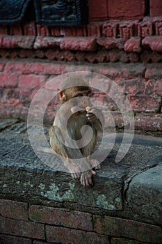 Hindu Rhesus Monkey - Kathmandu,  Nepal