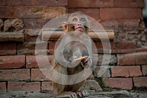 Hindu Rhesus Monkey - Kathmandu,  Nepal