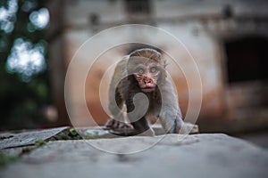 Hindu Rhesus Monkey - Kathmandu,  Nepal