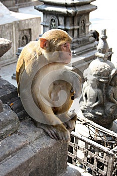 Hindu Rhesus Monkey - Nepal