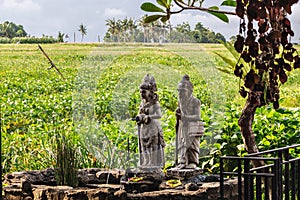 Hindu statue in a Rice terrace