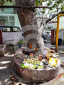 Hindus offer prayer and edibles to the god by worshipping tree photo