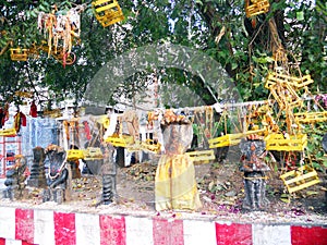 Hindus tree