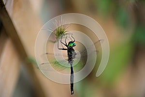 Hines Emerald dragonfly on flower remnant