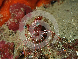 Hinge-beak Shrimp Rhynchocinetes durbanensis on hard coral during leisure dive in Sabah, Borneo.