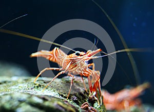 Hingebeak Shrimp