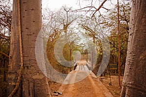 Hinged bridge between 2 trees. Wild life in Safari. Baobab and bush jungles in Senegal, Africa. Bandia Reserve. Hot, dry climate