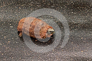 Hinged Tortoise