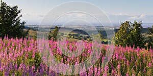 Hinkley Point Nuclear Power station fron the Quantock Hills Somerset England UK countryside with pink flowers