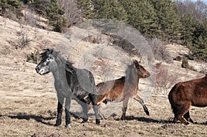 Hinnies on winter meadow