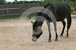 Hinny, Crossbreed of Male Horse and Jenny