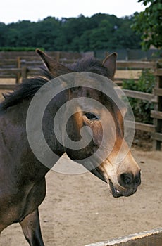 Hinny, Crossbreed of Male Horse and Jenny