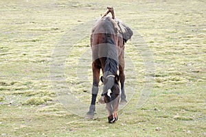 Hinny on pasture in Simien mountains