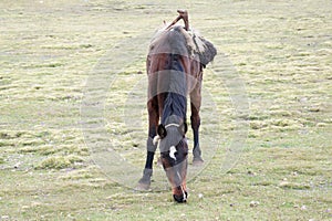 Hinny on pasture in Simien mountains