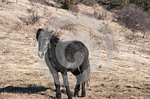 Hinny on winter meadow