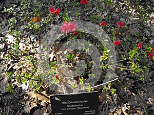 Hino-red Rhododendron photo