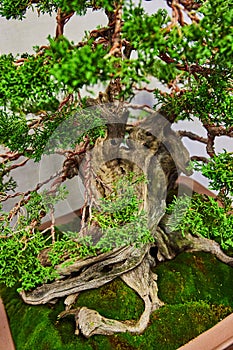 Hinoki Cypress bonsai tree with holes in trunk and gnarly roots growing into bed of green moss