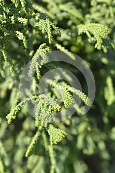 Hinoki cypress Brigitte