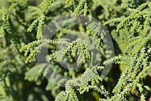 Hinoki cypress Brigitte