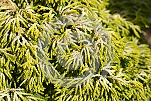 Hinoki cypress Butterball