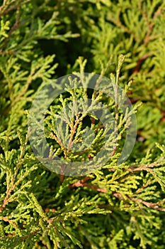 Hinoki cypress Pygmaea photo