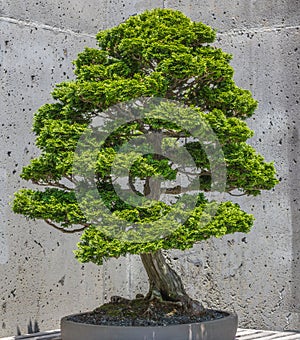 Hinoki False Cypress Bonsai photo