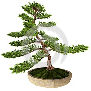 Hinoki False Cypress Bonsai Tree