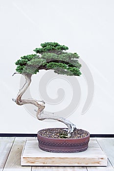 Hinoki False Cypress Bonsai Tree photo