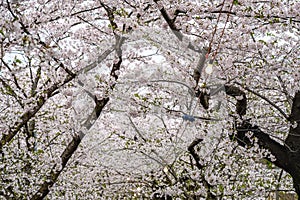 Hinokinai River riverbank in springtime cherry blossom season rainy day