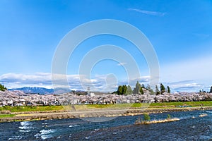 Hinokinai River riverbank in springtime cherry blossom season sunny day