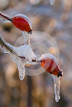 Hip berries in ice