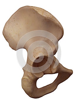 The hip bone