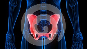 Hip Bone Joints of Human Skeleton System Anatomy X-ray 3D rendering