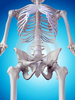 The hip bone photo