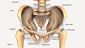 3d illustration of human body hip bone anatomy