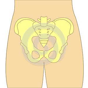 Hip bones structure. Front view. Human anatomy scheme. Main pelvic bones - sacrum, ilium, coccyx, pubis, ischium. Vector