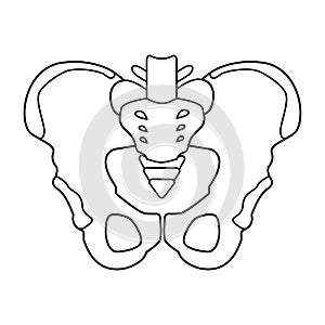 Hip bones structure. Human male anatomy scheme. Main pelvic bones - sacrum, ilium, coccyx, pubis, ischium. Vector