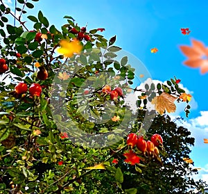 hip bush with red berries and green leaves on a blue sky background autumn leaves fall