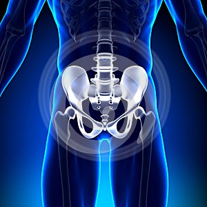 Hip / Ischium / Pubis / Sacrum / Ilium - Anatomy Bones