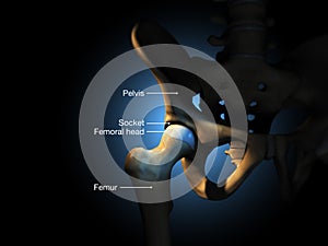 Hip joint, 3D illustration, labeled