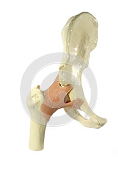 Hip joint