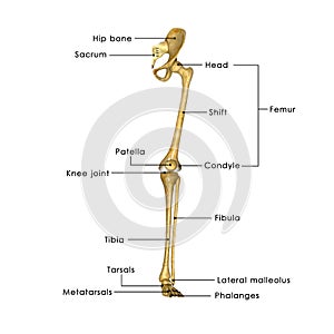 Hip joint with legs