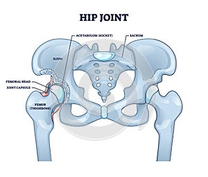 Hip joint structure with anatomical bone parts description outline concept photo