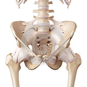 The hip ligaments