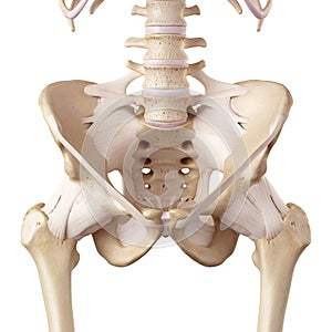 The hip ligaments photo