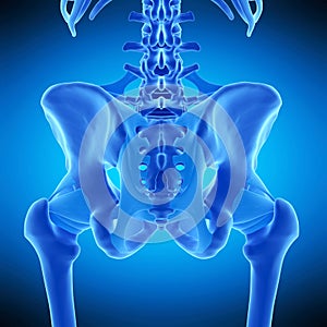 The hip ligaments photo